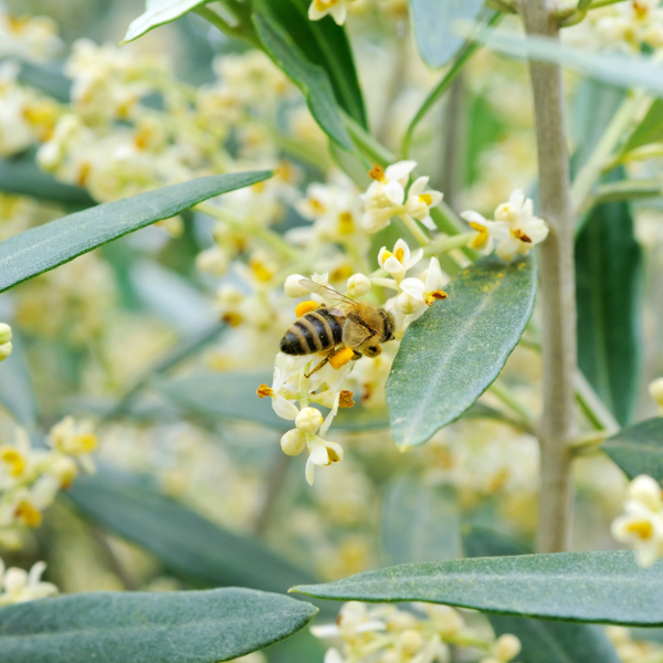 Olive Blossom Honey عسل زهر الزيتون
